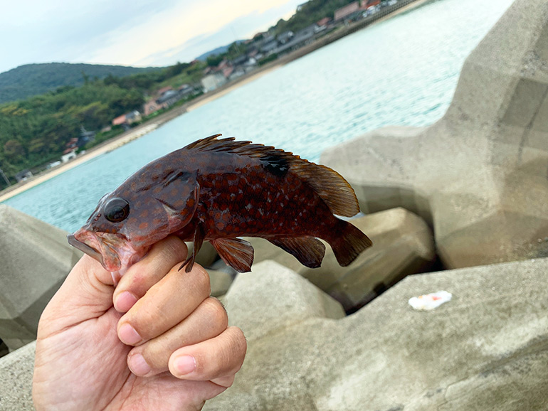 車中泊中に釣った魚