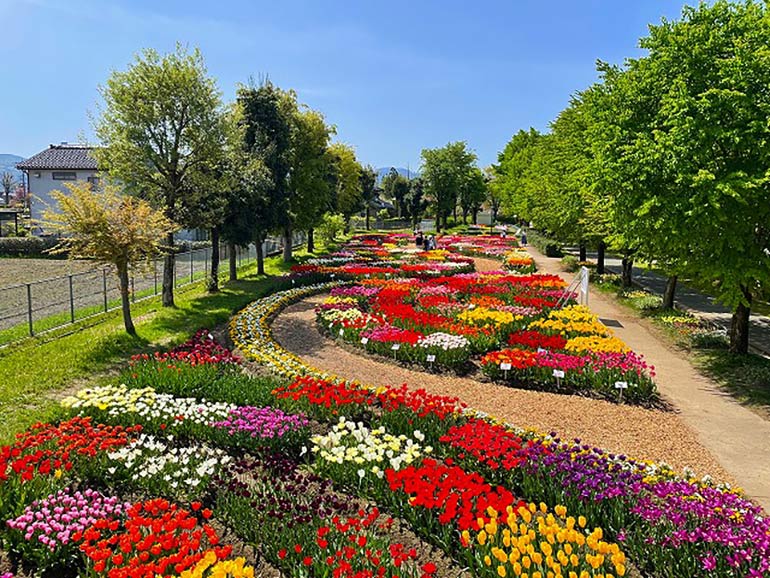 砺波チューリップ公園