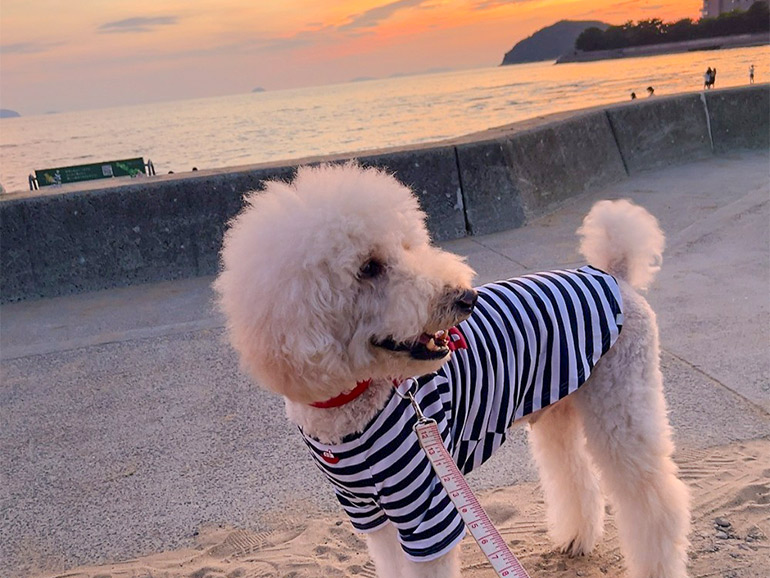 夕方の散歩