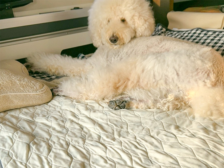 冷却ジェルマットで寝る愛犬