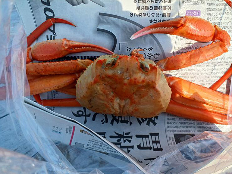 購入したカニ