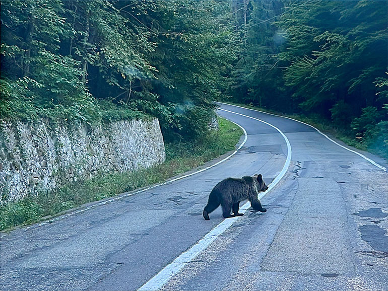 道路を渡るクマ