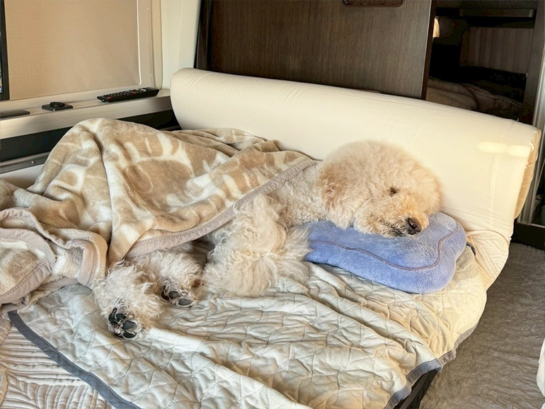 キャンピングカーのベッドで寝る犬