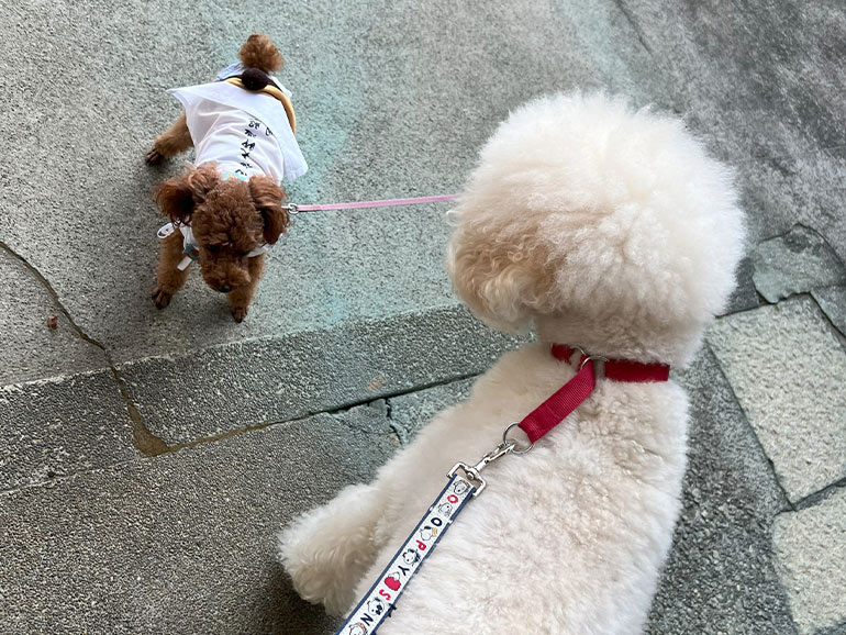 トイプードルのお遍路