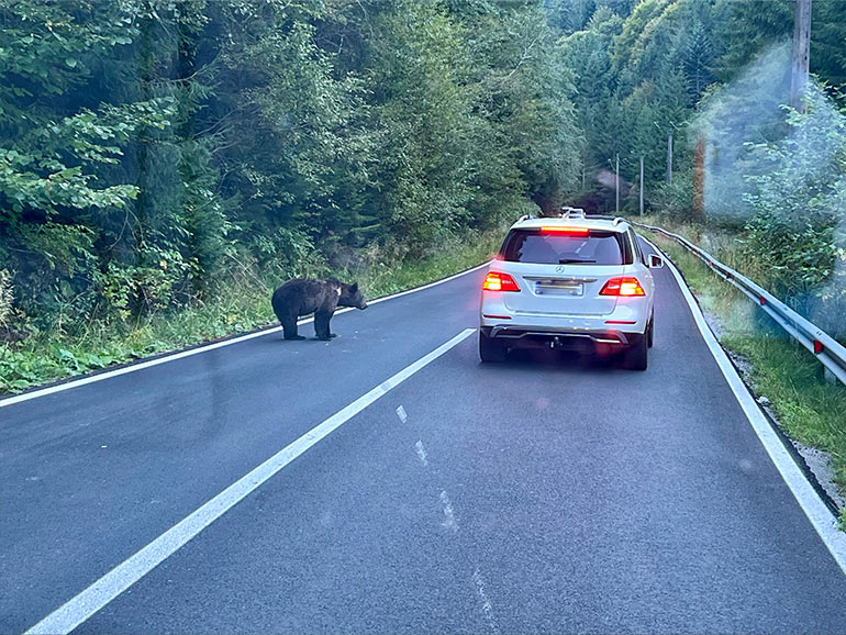 走行中クマ出現