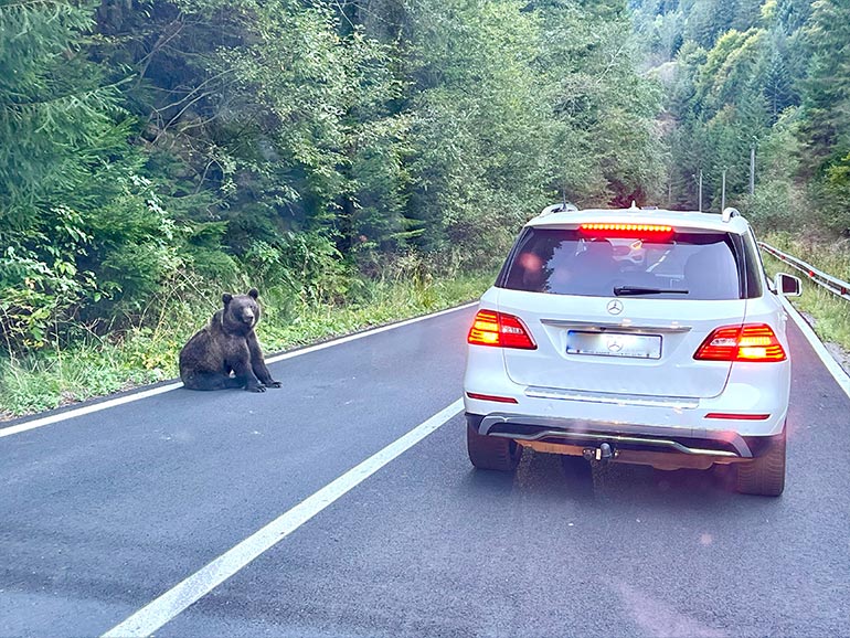 走行中クマ出現