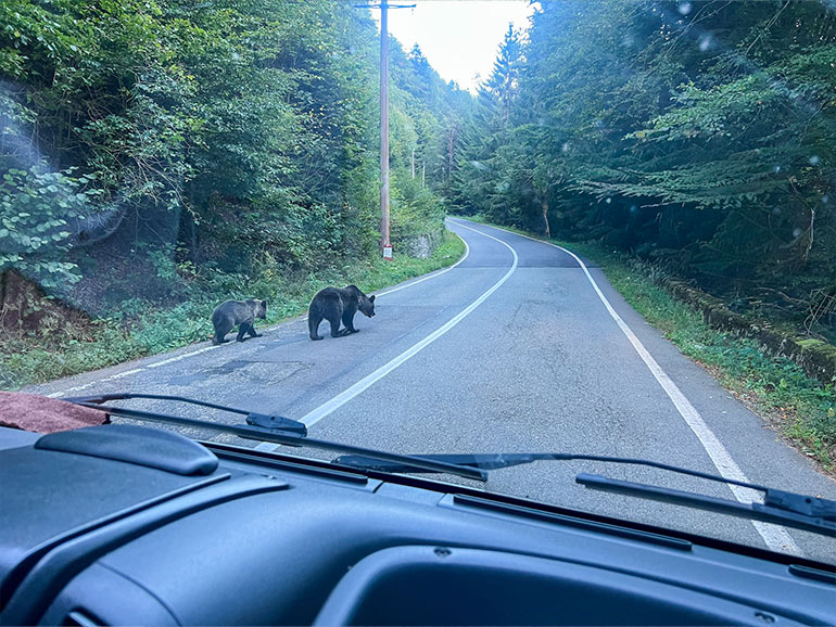 走行中クマ出現