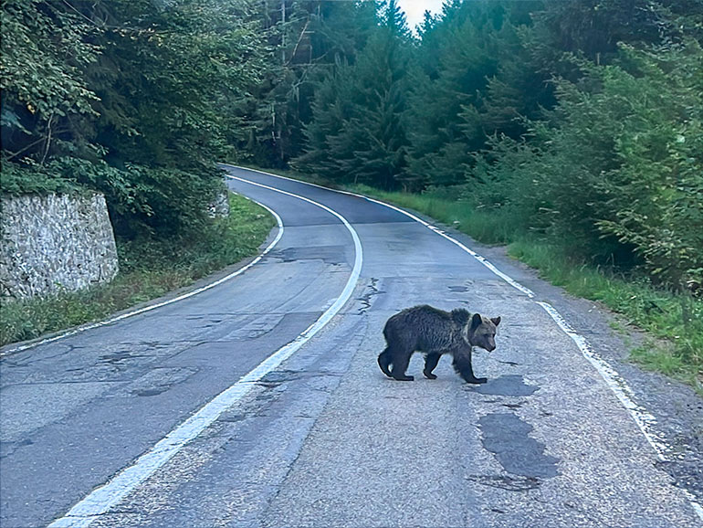 走行中クマ出現