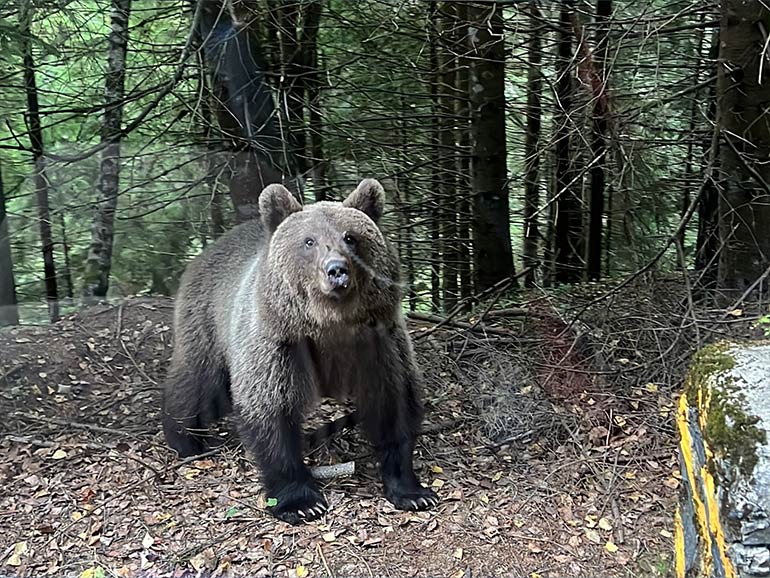走行中クマ出現