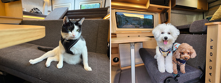 gioiaに乗るペット