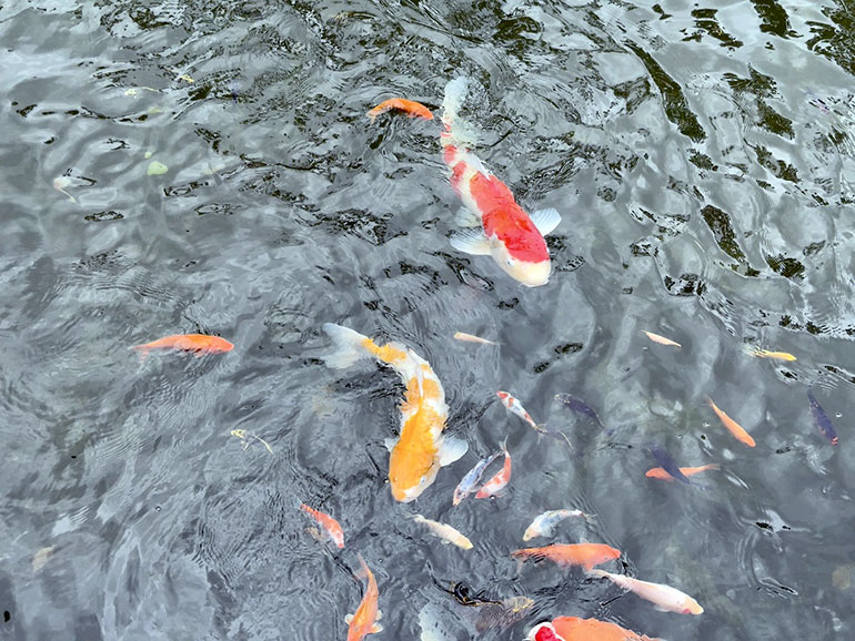 ふるさと庭園の鯉
