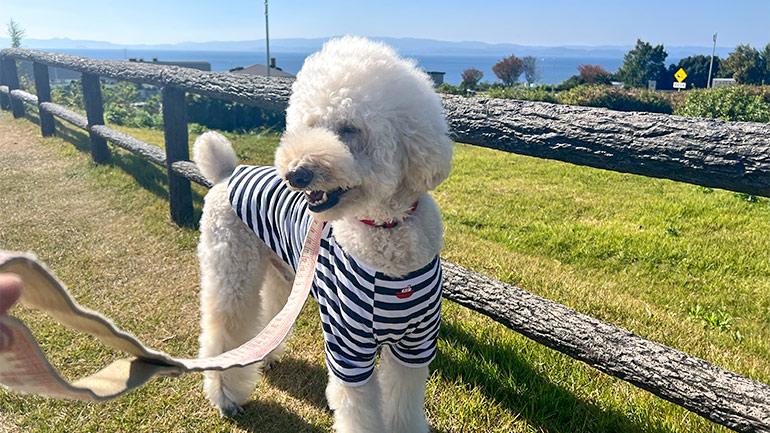 愛犬とキャンピングカーで巡った車中泊・温泉・グルメスポット