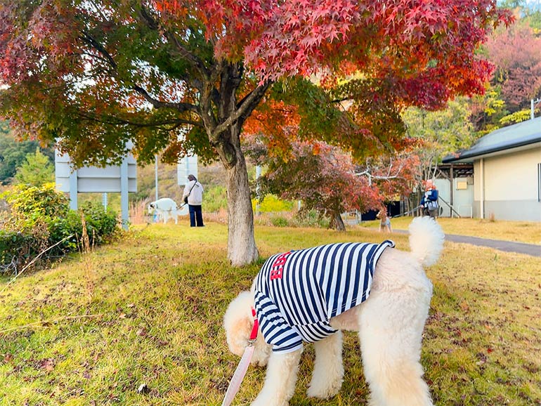 古賀SA(上り)の散歩の様子