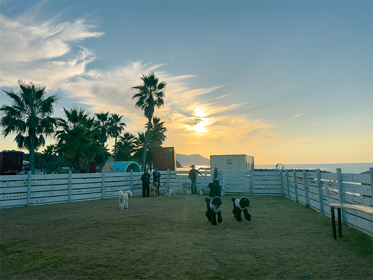 nishino hate kitchenのドッグラン