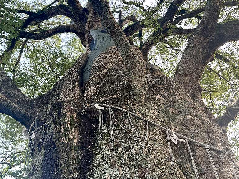被爆した楠の木