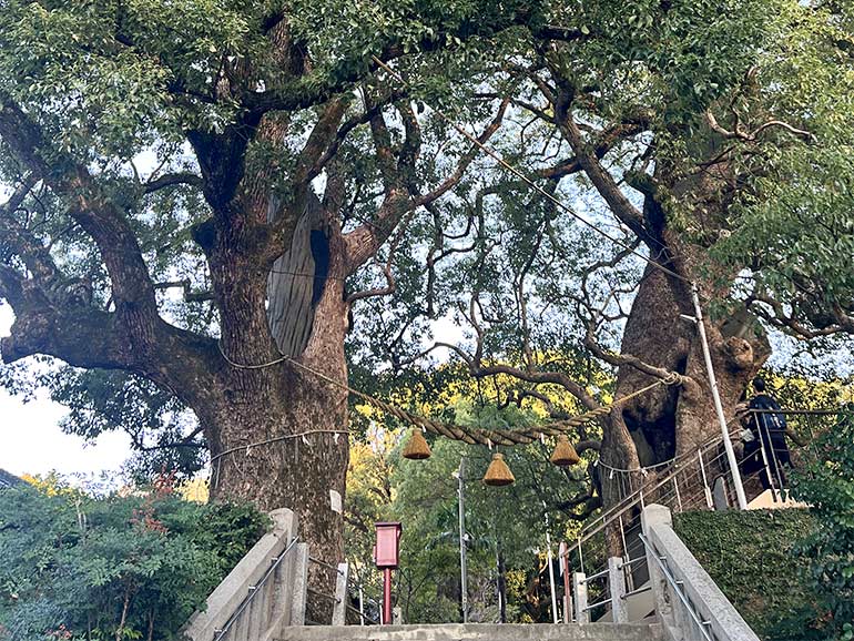 被爆した楠の木