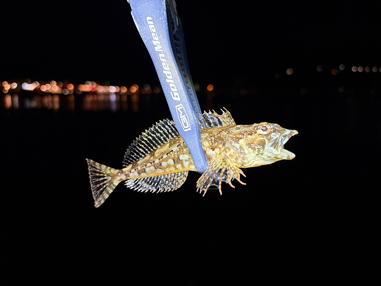 釣れたクロソイ