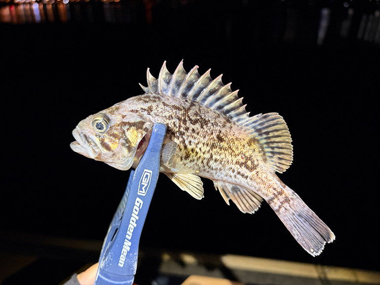 釣れたアナハゼ