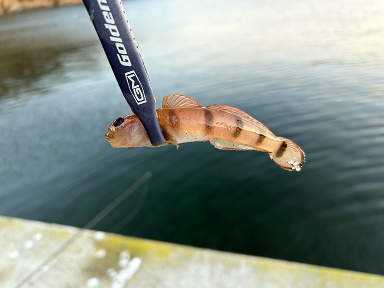 釣れたアイナメ