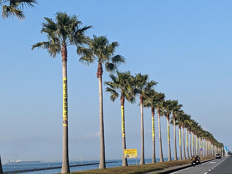 千葉ホルニアの景色