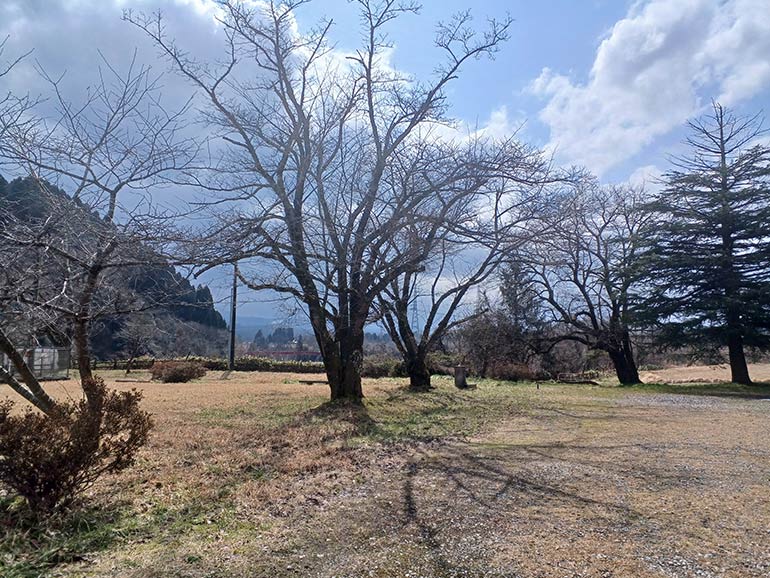 増山城の桜の木