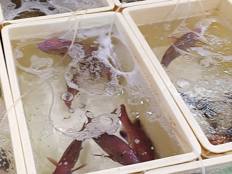 魚の駅 生地の商品