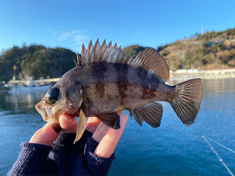 女川港で釣れた魚