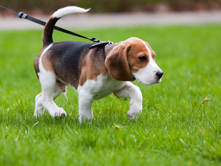 犬