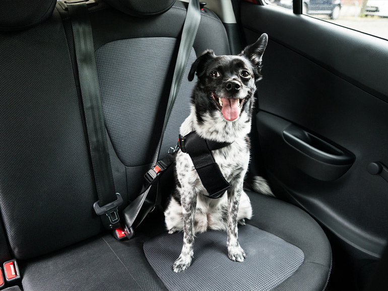 車と犬