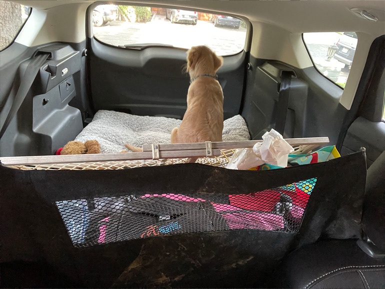 車と犬