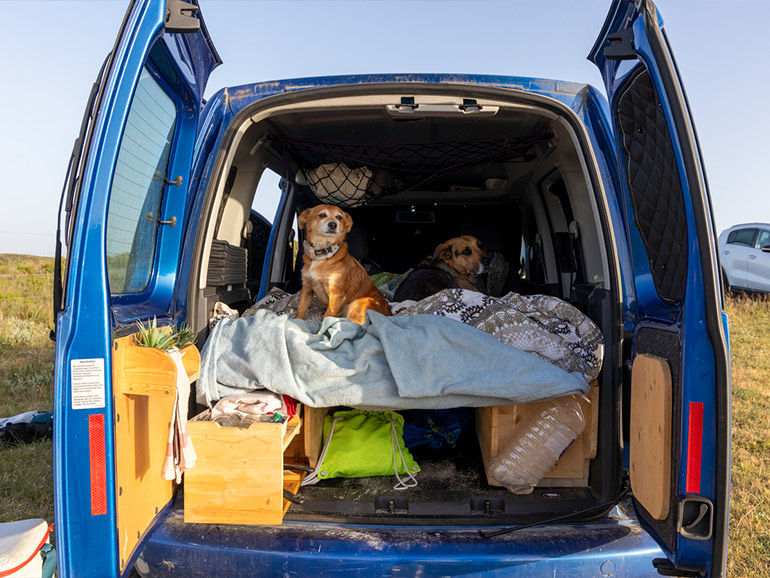 車と犬