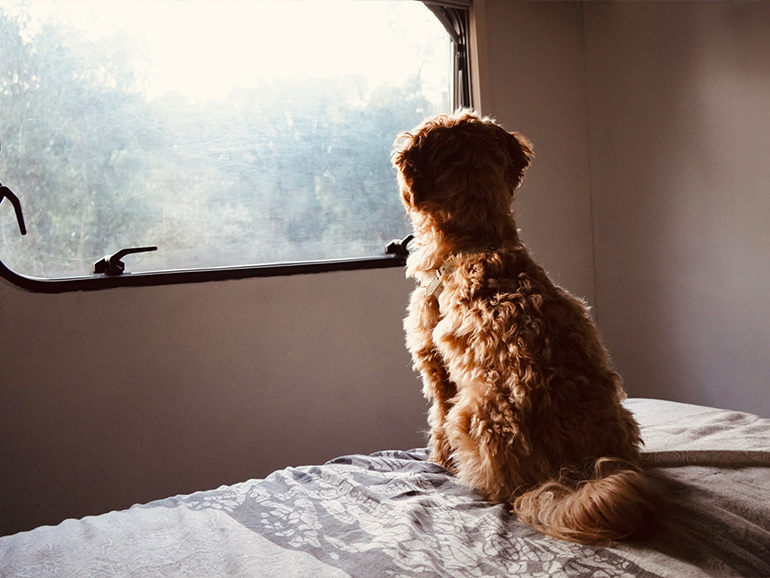 キャンピングカーと犬
