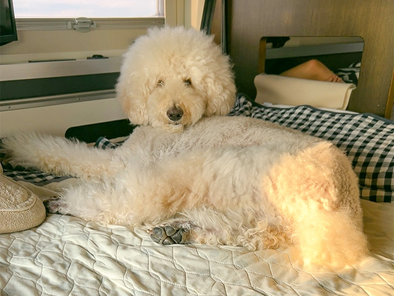 キャンピングカーでくつろぐ犬