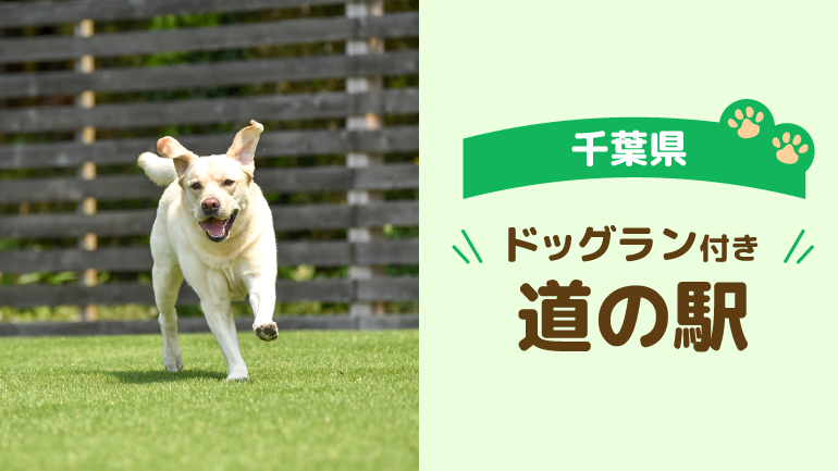 千葉県愛犬と楽しむ車旅スポット