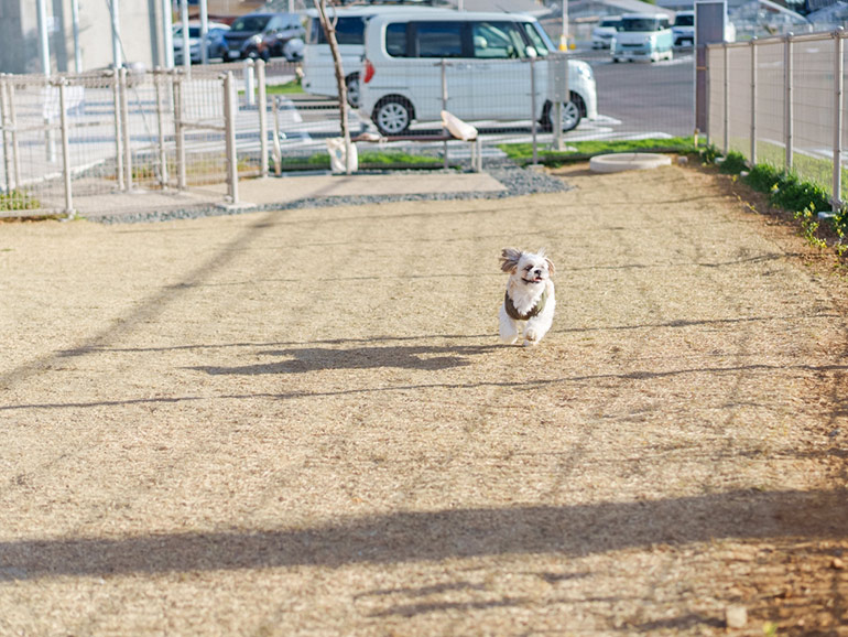 道の駅 保田小学校のドッグラン