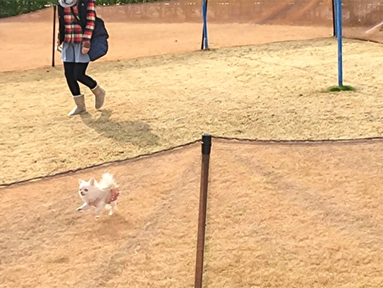 道の駅 鴨川オーシャンパークのドッグラン