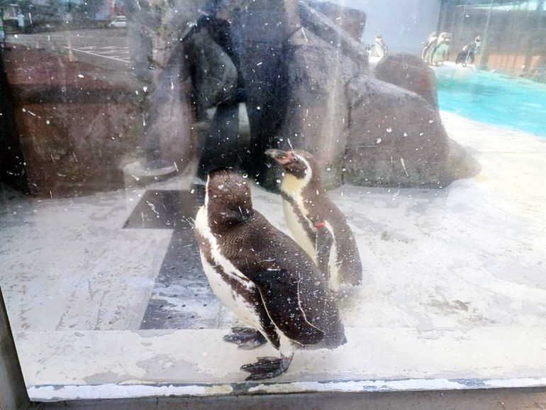 魚津水族館内