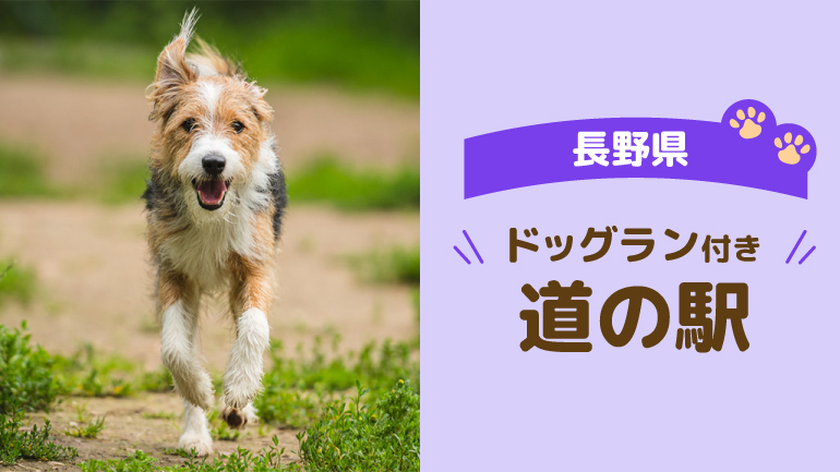 愛犬と気ままに楽しむ長野の車中泊旅