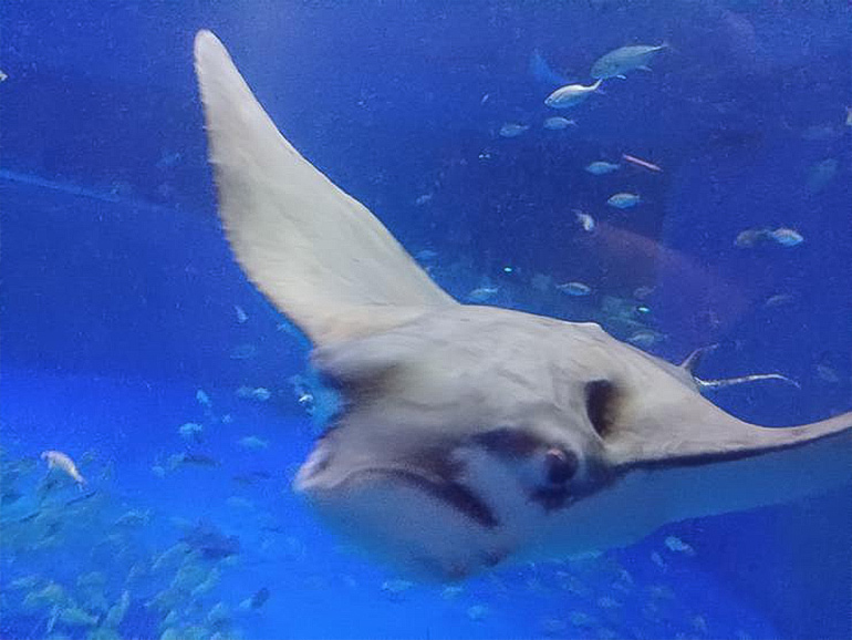 のとじま水族館