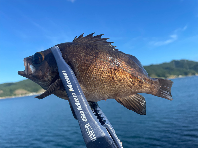 釣った魚