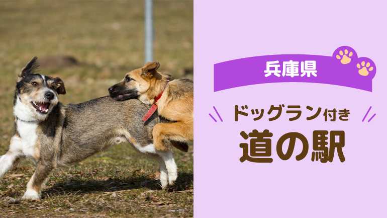 愛犬と楽しむ兵庫ドライブ