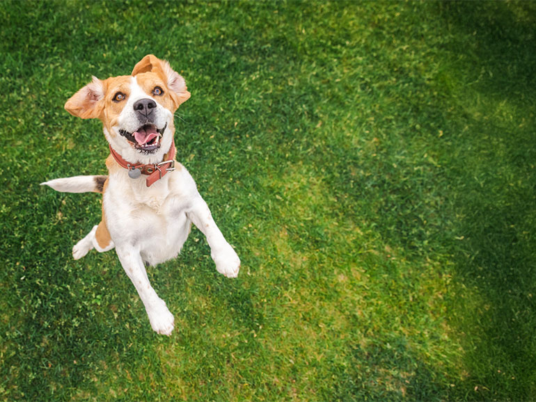 犬