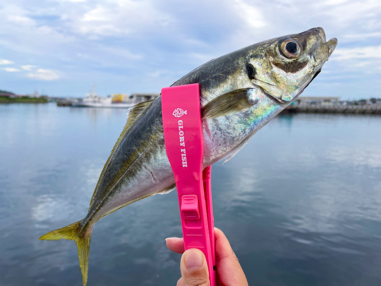釣れたアジ