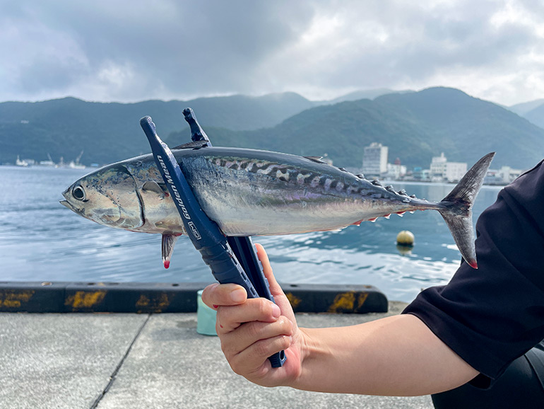 釣ったソウダガツオ
