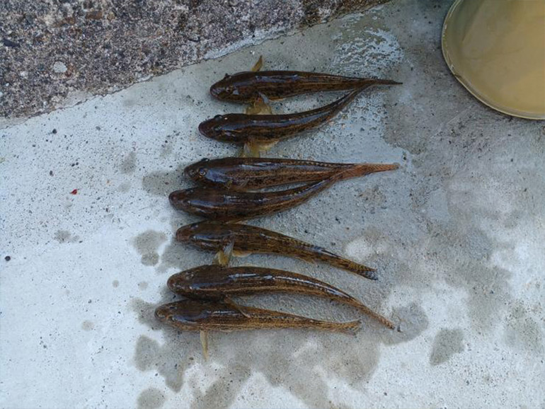 釣った魚