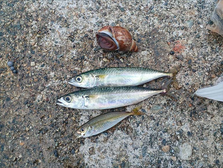 石田フィッシャリーナ釣り桟橋で釣った魚