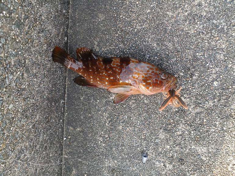 釣ったキジハタ