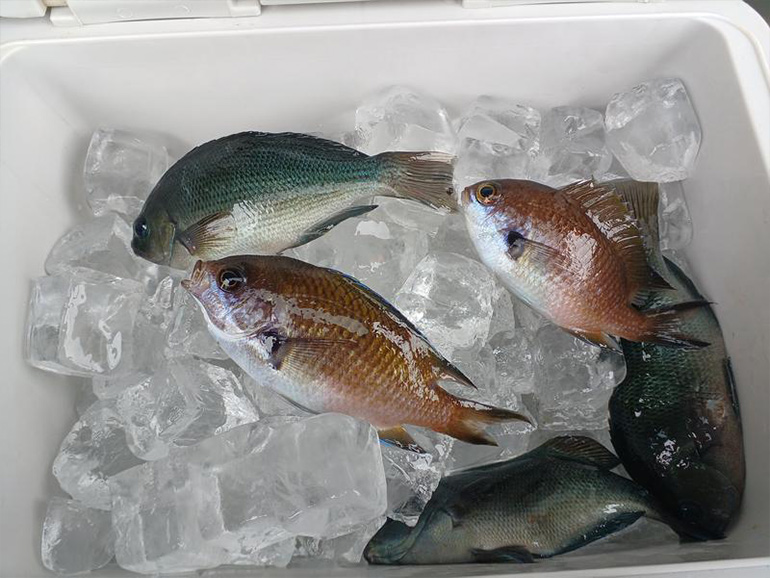 海釣りセンターで釣った魚
