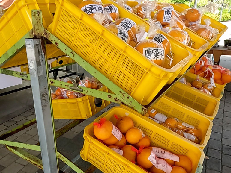 道の駅 多々羅しまなみ公園で販売しているフルーツ