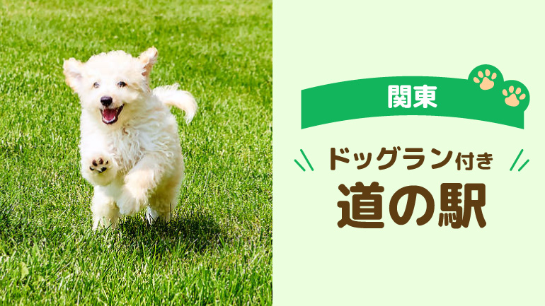 愛犬と楽しむ関東ドライブ